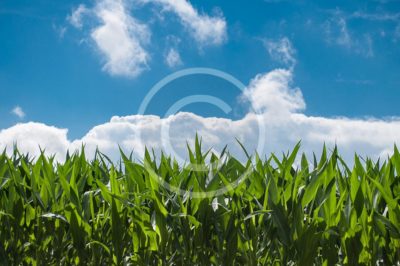 corn-blue-sky